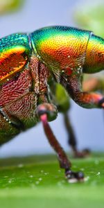 Bogue,Charançon,Spectre De Couleurs,Pavillon,Macro,Feuille,Scarabée