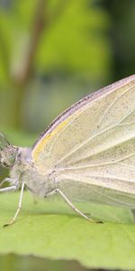 Macro,Sábana,Hoja,Mariposa