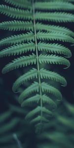 Macro,Sheet,Leaf,Carved,Plant