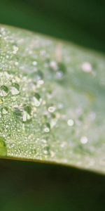 Macro,Sheet,Leaf,Dew,Drops