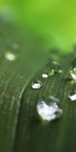 Macro,Sheet,Leaf,Dew,Drops