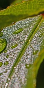 Planter,Feuille,Goutte,Rosée,Une Goutte,Plante,Macro