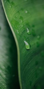 Macro,Feuille,Goutte,Une Goutte