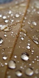 Macro,Sheet,Leaf,Drop,Brown