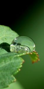 Macro,Primer Plano,Sábana,Hoja,Una Gota,Soltar,Rocío,De Cerca