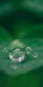 Macro,Sheet,Leaf,Drop,Dew,Close Up