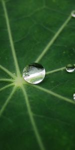 Macro,Feuille,Forme,Goutte,Une Goutte,Rosée,La Forme