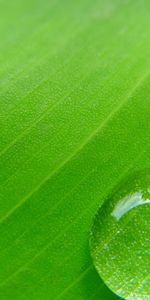 Planter,Plante,Macro,Feuille,Une Goutte,Goutte