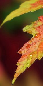 Macro,Superficie,Hoja,Una Gota,Soltar,Sábana