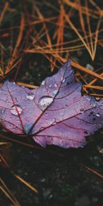 Drops,Hoja,Sábana,Macro,Otoño