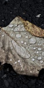 Macro,Sheet,Leaf,Drops,Autumn