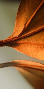 Macro,Sheet,Leaf,Dry,Autumn