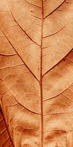 Macro,Sheet,Leaf,Dry,Veins