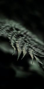 Macro,Sheet,Leaf,Fern,Focus