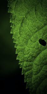 Macro,Hoja,Centro De Atención,Enfocar,Venas,Sábana,Sistema Circulatorio