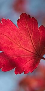 Feuille,Branche,Rayures,Stries,Macro,Forme,La Forme