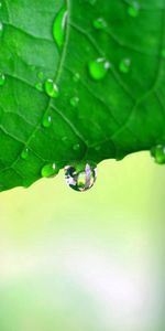 Drops,Macro,Hoja,Tallado,Forma,Sábana,La Forma