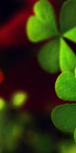 Macro,Sheet,Leaf,Greens,Clover,Leaflet