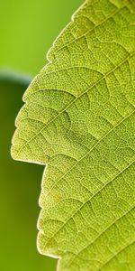 Verduras,Macro,Hoja,Naturaleza,Sábana