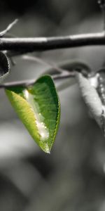 Macro,Feuille