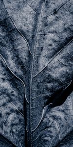 Macro,Sheet,Leaf,Grey,Dry,Veins