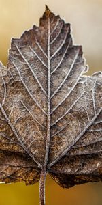 Macro,Sheet,Leaf,Hoarfrost,Frost,Dry,Maple