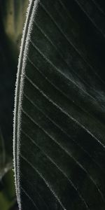 Macro,Sheet,Leaf,Hoarfrost,Frost,Veins