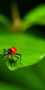 Macro,Sheet,Leaf,Insect