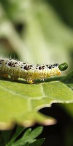 Macro,Feuille,Chenille,Insecte