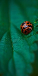 Macro,Sheet,Leaf,Ladybug,Ladybird,Veins