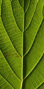 Macro,Sheet,Leaf,Lines,Veins