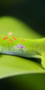 Macro,Sheet,Leaf,Lizard,Gecko,Animals