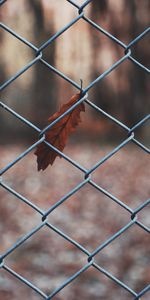 Macro,Sheet,Leaf,Metal,Grid,Metallic