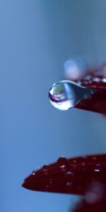 Macro,Sheet,Leaf,Moisture,Drop,Dew