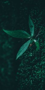 Macro,Sheet,Leaf,Moisture,Plant,Drops