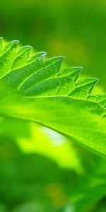 Macro,Sheet,Leaf,Nettle