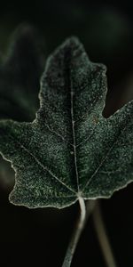 Macro,Sheet,Leaf,Plant