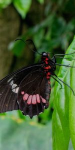 Macro,Sheet,Leaf,Plant,Butterfly