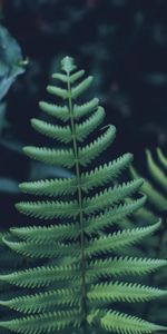 Planter,Fougère,Fermer,Gros Plan,Feuille,Sculpté,Plante,Macro