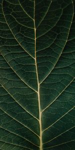 Macro,Sheet,Leaf,Plant,Veins