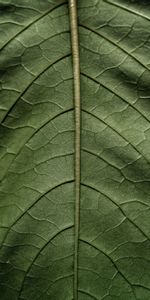 Macro,Sheet,Leaf,Stem,Stalk