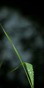 Drops,Macro,Feuille,Tige