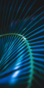 Macro,Sheet,Leaf,Streaks,Palm Leaf,Stripes