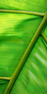 Macro,Sheet,Leaf,Streaks,Stripes