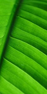 Macro,Sheet,Leaf,Streaks,Stripes,Veins