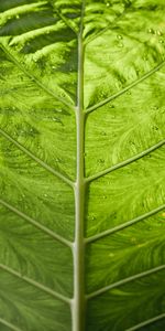 Macro,Sheet,Leaf,Stripes,Streaks,Veins