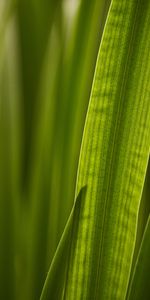 Macro,Sheet,Leaf,Veins