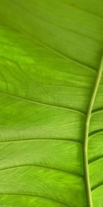 Macro,Sheet,Leaf,Veins,Plant