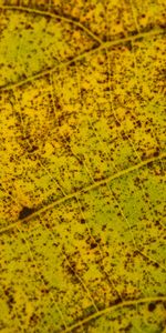 Macro,Sheet,Leaf,Veins,Stains,Spots