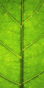 Macro,Sheet,Leaf,Veins,Texture